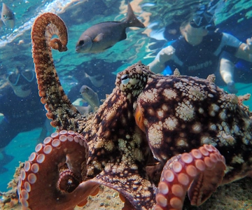 Porto Santo: Guided Snorkeling Tour in Protected Waters