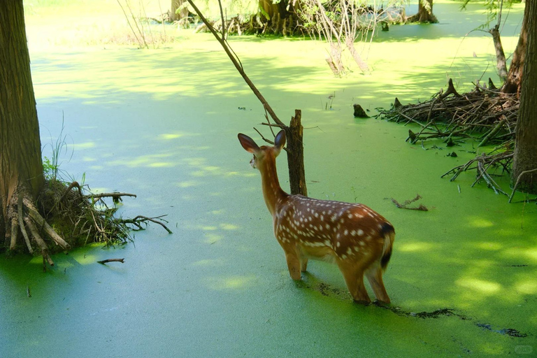 Hangzhou: Qingshan Lake(Matcha Lake) Water Forest Experience