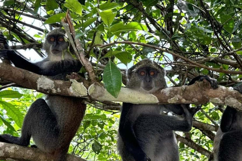 Jozani Forest & Turquoise Waters Turtle Swim at Salaam Cave TOUR WITHOUT HOTEL PICKUP AND DROP OFF