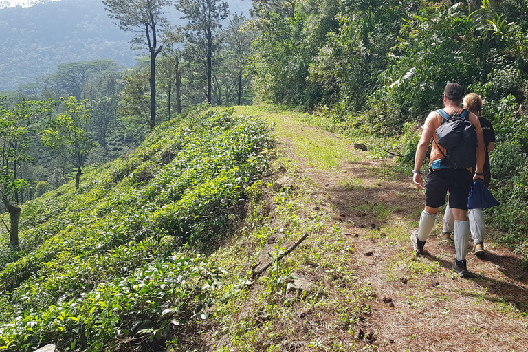 Hantana Mountain Range Pekoe Trail Full Day Hike from Kandy
