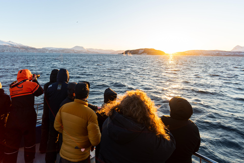 From Tromsø: Whale Watching Safari on High-Speed Catamaran