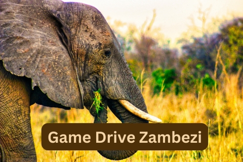 Wodospady Wiktorii: Game Drive ZambeziWycieczka dla małych grup