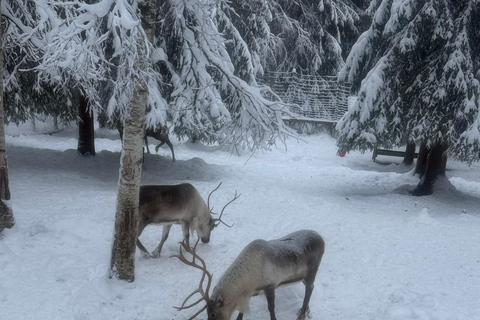 Rovaniemi: Ranua Zoo Guided Tour with Transfers