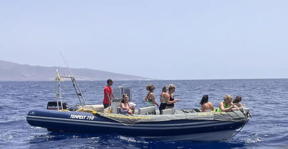 Morro Jable: Speedboat Dolphin & Whale Watching Tour