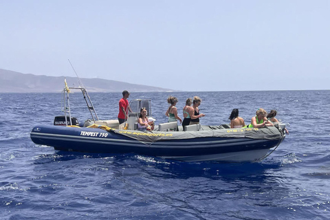 Morro Jable: Speedboat Dolphin & Whale Watching Tour