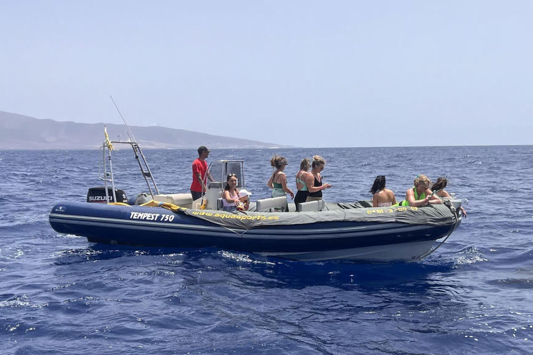 Morro Jable: Speedboat Dolphin & Whale Watching Tour