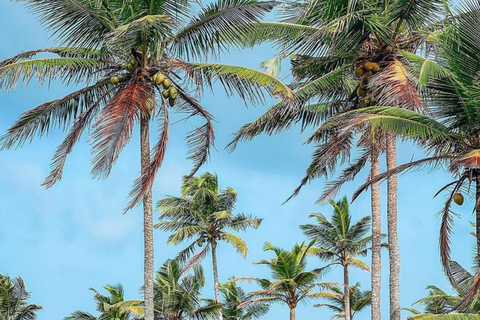 Coastal Crown: Galle to Mirissa Coconut Tree Hill Tour