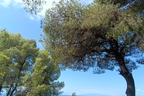 Thessaloniki: Halkidiki Beaches Tour with Swimming