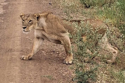 Nairobi: National Park Half-Day Safari with Hotel Pick-Up