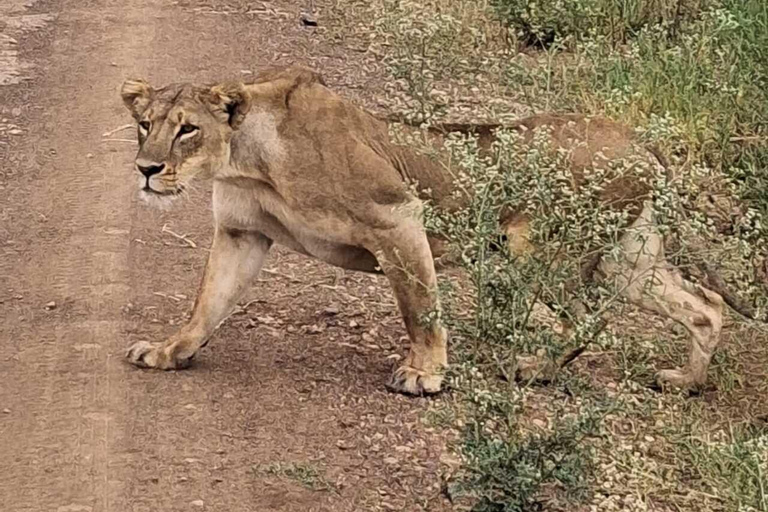 Nairobi: National Park Half-Day Safari with Hotel Pick-Up