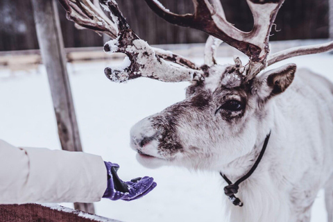 Tromsø: Northern Lights, Reindeer Feeding, Sami Camp, Museum
