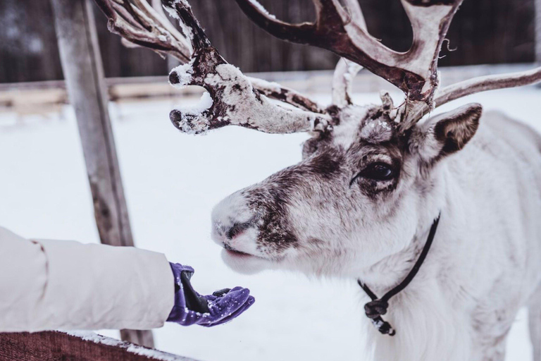 Tromsø: Northern Lights, Reindeer Feeding, Sami Camp, Museum