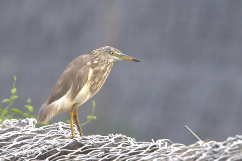 Colombo: Guided wet zone and wetland full day birding tour