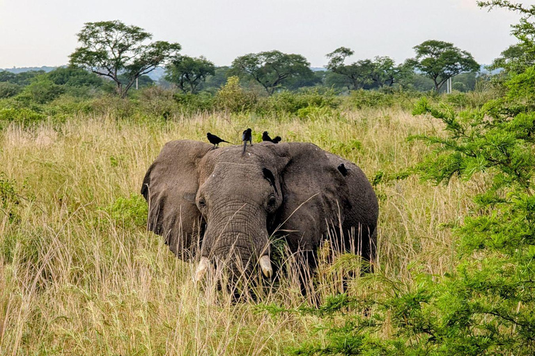 Uganda: 3-Day Murchison Falls & Kibale Chimpanzee Trekking