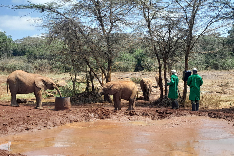 Półdniowa wycieczka all inclusive do centrum żyraf i David Sheldrick TourSierociniec żyraf i słoni