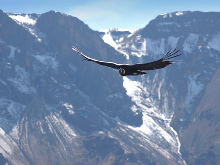 Explore Colca Canyon , Private Transport - Housity