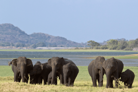 Elephant &amp; Birdwatching Safari in Minneriya with Binoculars