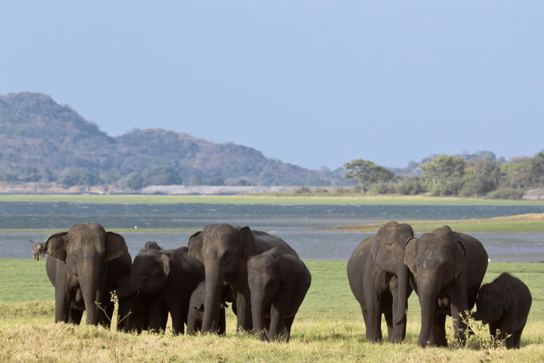 Elephant &amp; Birdwatching Safari in Minneriya with Binoculars