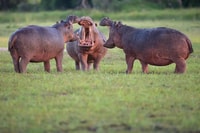 visite de safari amicale - Hizvo