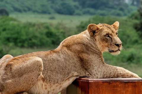 Airport: Nairobi National Park layover tour- pickup/drop-off