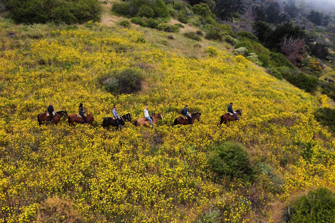 From Santiago: Papudo Horseback Ride & Penguin Watching