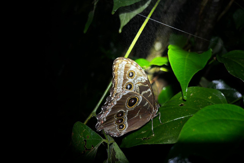 Monteverde : Promenade guidée de nuit dans la forêt