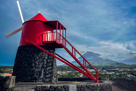 Pico Wine Tour: Get to know Pico's wines
