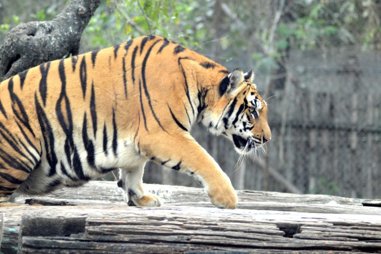 Desde Jaipur : Excursión de 2 días y 1 noche al Safari del Tigre de RanthamboreSólo servicios de transporte y guía turístico de CA