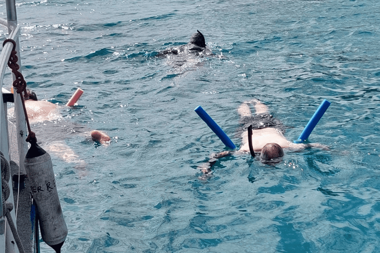 Sport acquatici Port Vila: Avventura di snorkeling sulla tripla barriera corallinaPort Vila: Avventura di snorkeling sulla tripla barriera corallina