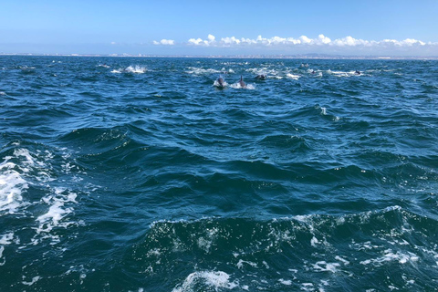 Lisbon: Ocean Safari with Marine Biologists