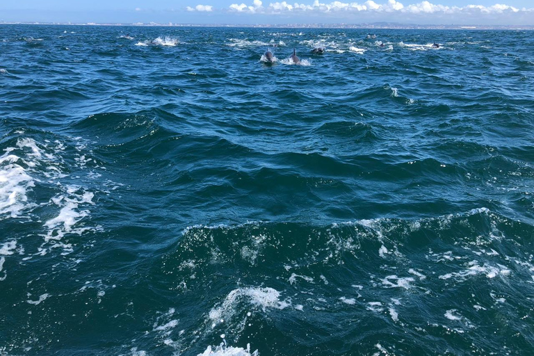 Lisbon: Ocean Safari with Marine Biologists
