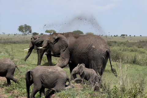 Arusha : 5-Day Safari Adventure with Kilimanjaro Climb