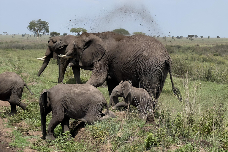 Arusha : 5-Day Safari Adventure with Kilimanjaro Climb