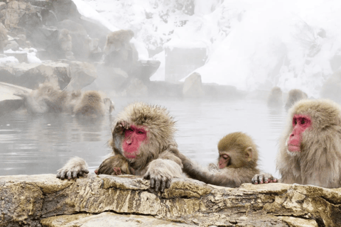 Nagano: Snow Monkeys, Zenkoji Temple & Sake Day Trip
