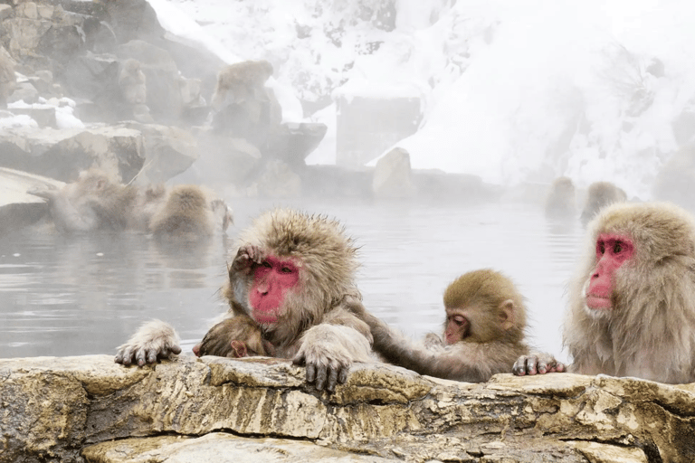Nagano: Snow Monkeys, Zenkoji Temple & Sake Day Trip
