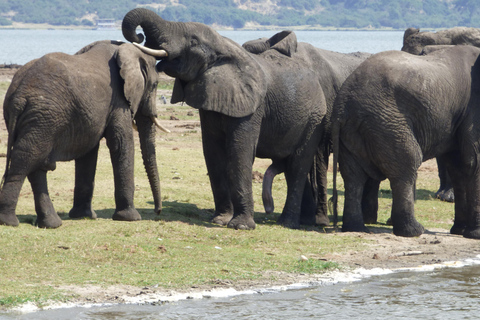 Parque Nacional Queen Elizabeth: Passeio de carro, cruzeiro de barco,