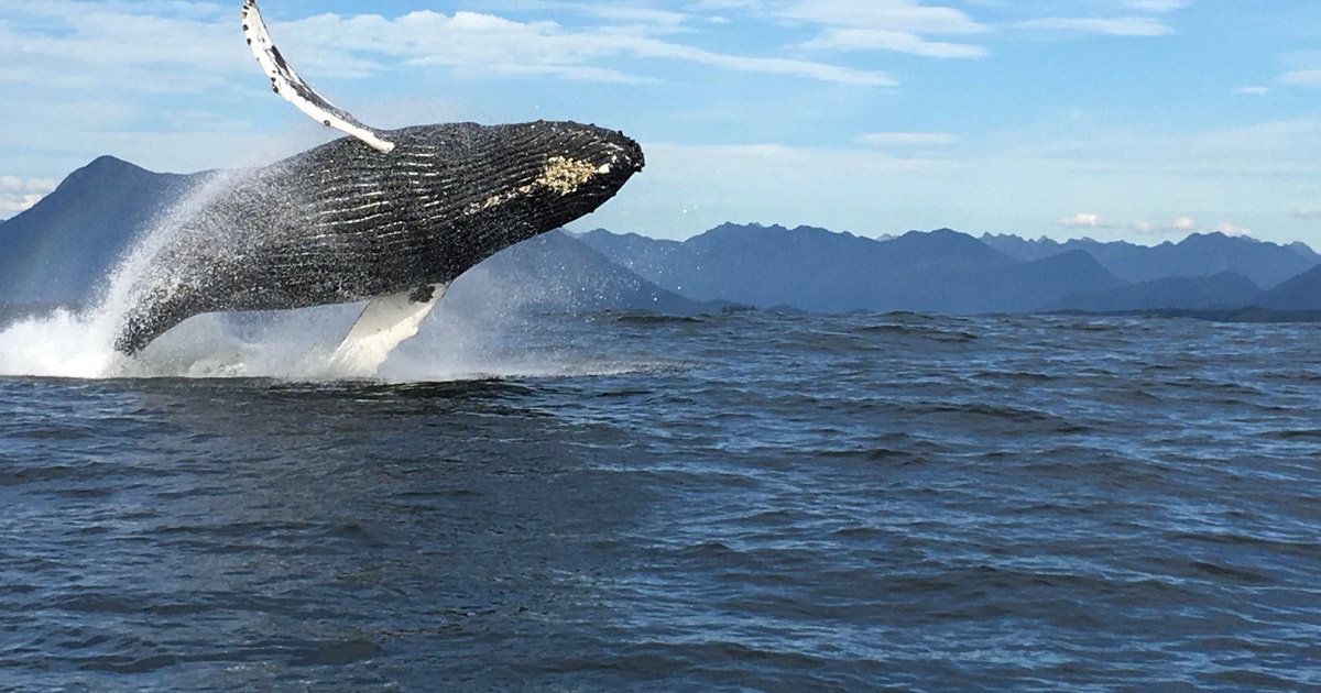 Tofino: Whale Watching Tour with Nature Guide | GetYourGuide