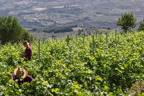 &quot;Desfrute de um passeio exclusivo de degustação de vinhos durante todo o dia em Nemea&quot;