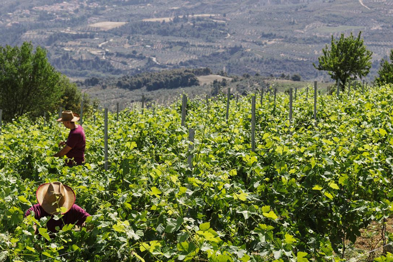 &quot;Desfrute de um passeio exclusivo de degustação de vinhos durante todo o dia em Nemea&quot;