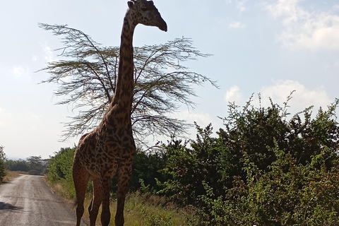 Excursión de un día al Parque Nacional del Lago Nakuru desde Nairobi