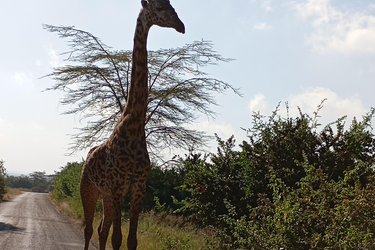 Viagem de 1 dia ao Parque Nacional do Lago Nakuru a partir de Nairobi