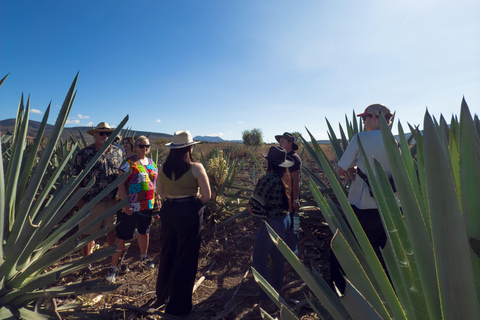 Mezcal, Agave, and Pulque Tour in Oaxaca