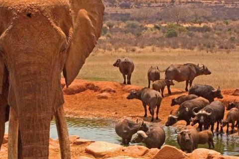 6-Tage Giraffe, Elefantenwaisenhaus, Hell's Gate, Maasai Mara