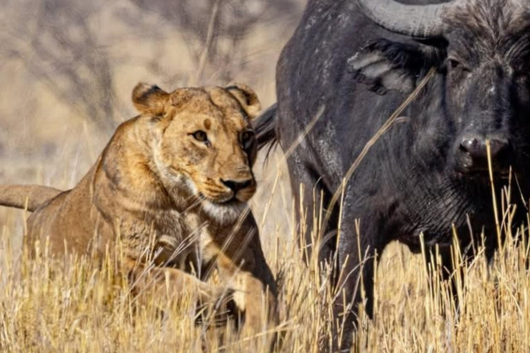 2-dniowe safari w Parku Narodowym Nyerere z Zanzibaru