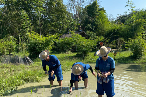 Chiang Mai: Thai Buffalo and Rice Planting Experience