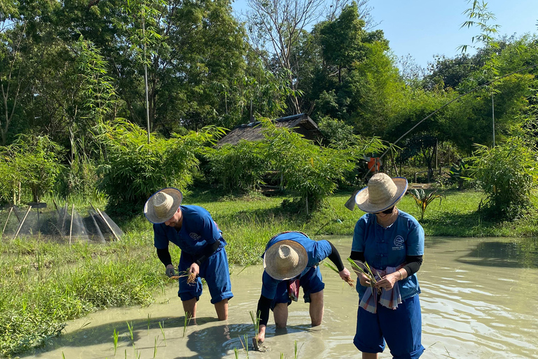 Chiang Mai : Buffles thaïlandais et plantation de riz