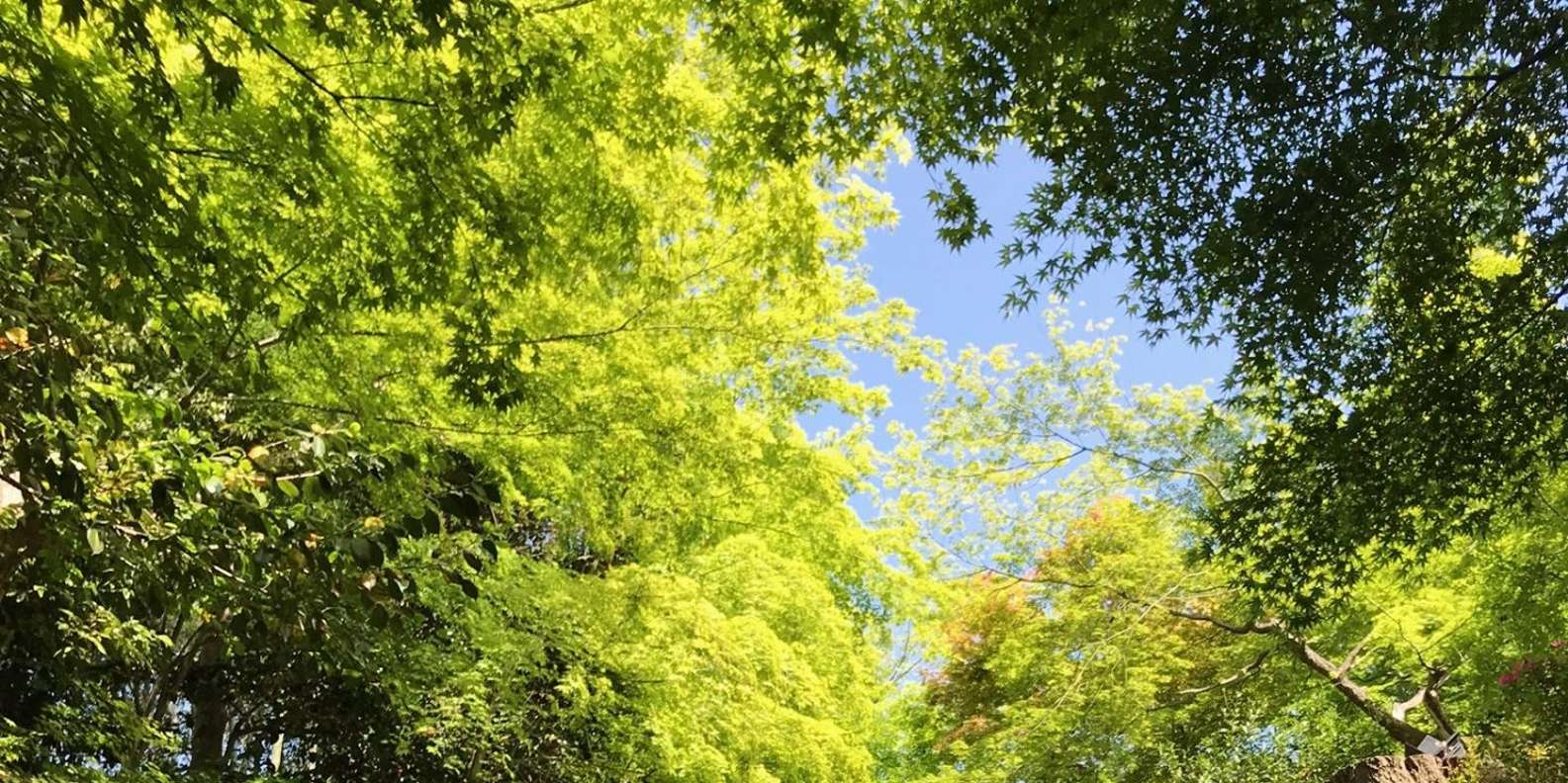 Kyoto experience — temples, geisha, bamboo grove — image 10