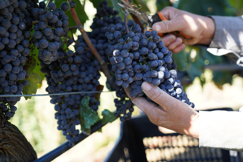 Durres/Tirana unique wine tour experience of Albanian Winery