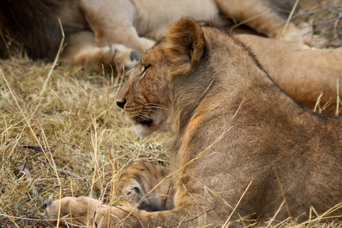 Vanuit Nairobi: Ol Pejeta Conservancy Hele dag tour