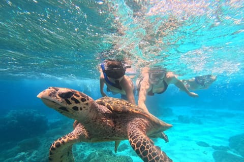 Pemuteran: Menjangan Island Snorkeling with Lunch & Pickup